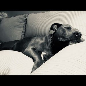 Meet your Posher, Holly